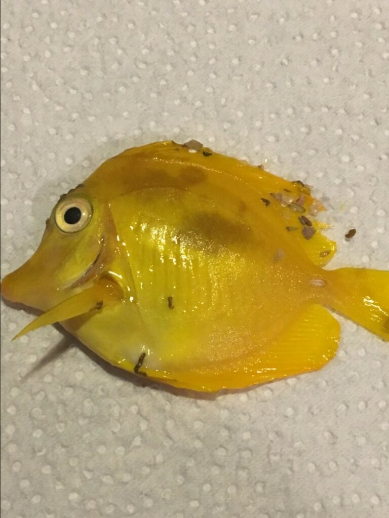 علائم بيماري ماهي آب شور