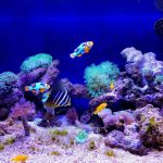 علائم بيماري ماهي آب شور