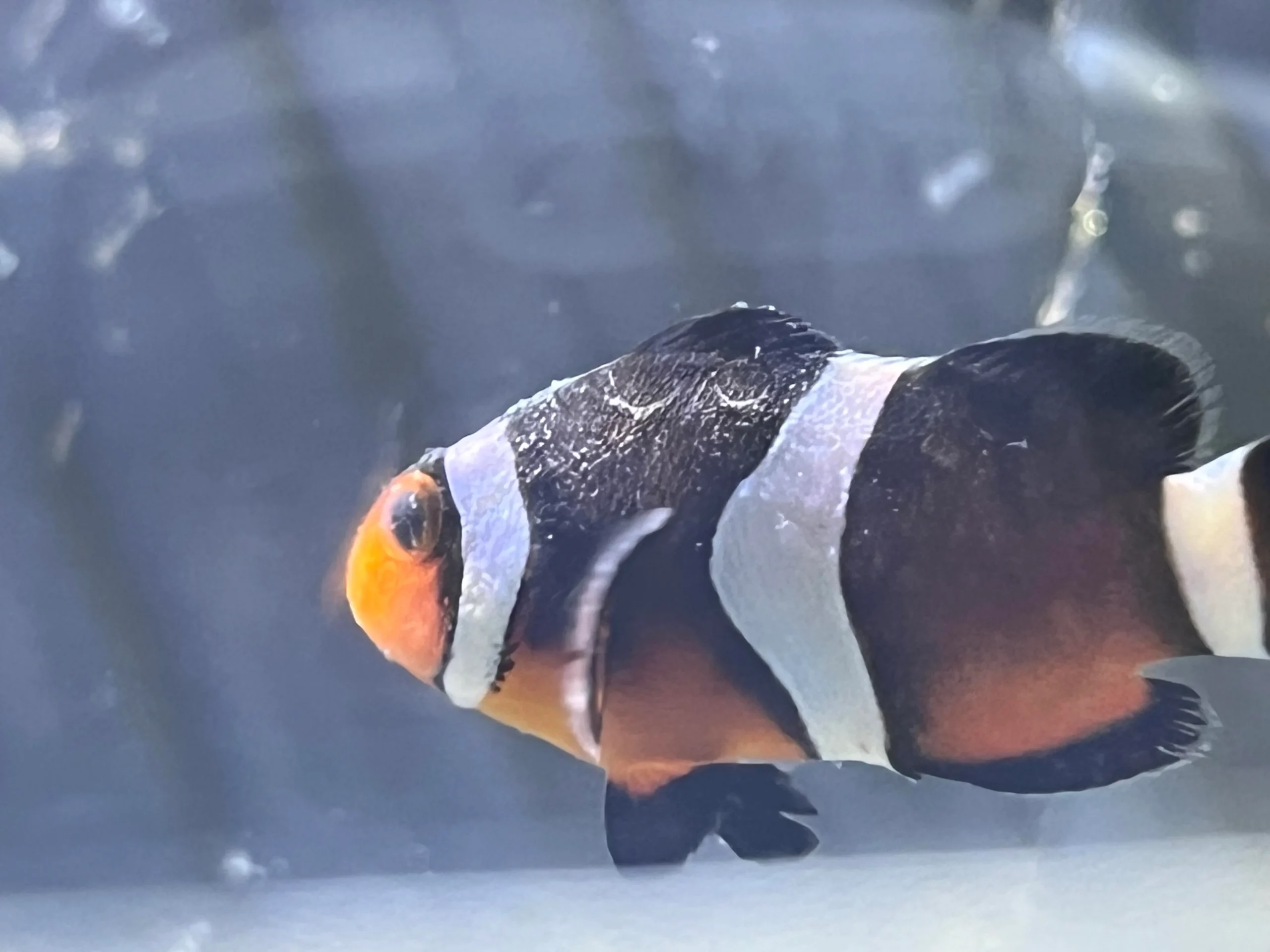 علائم بيماري ماهي آب شور