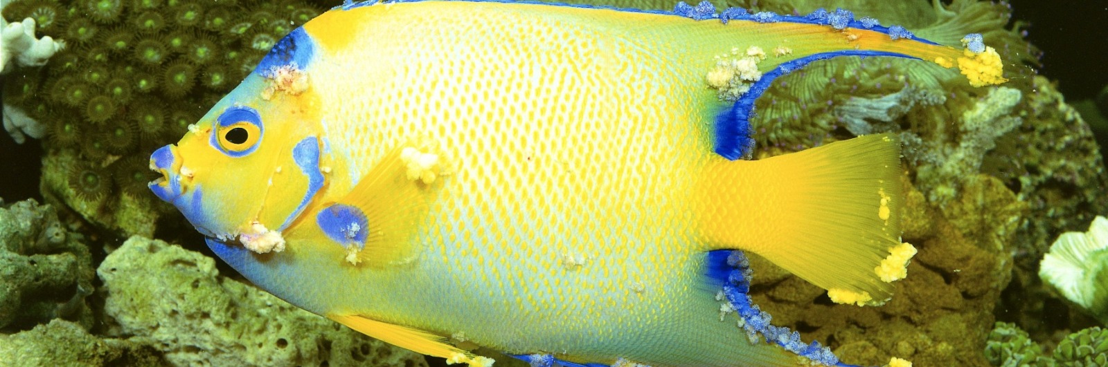 علائم بيماري ماهي آب شور