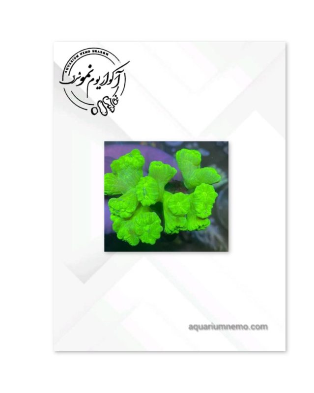 مرجان ترامپت سبز