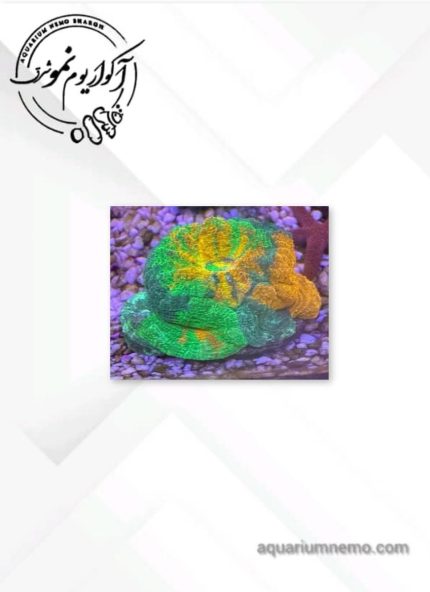 لوبو برین مولتی کالر