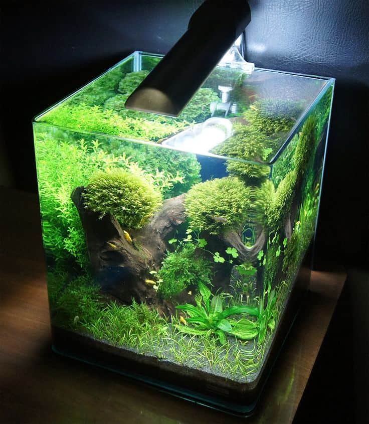 آکواریوم نانو