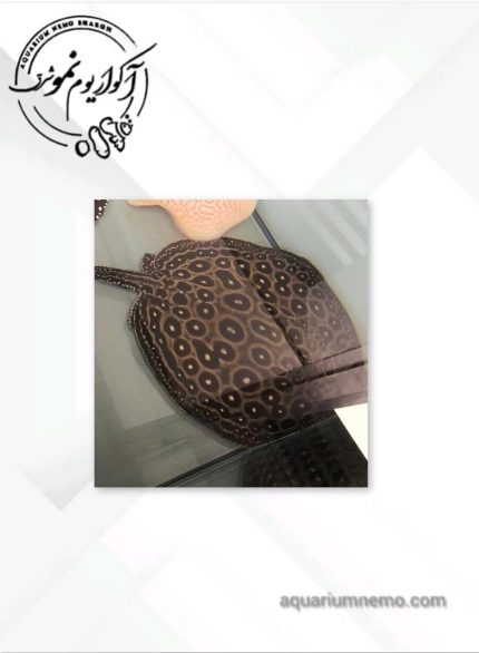 سفره ماهی پرل بلک