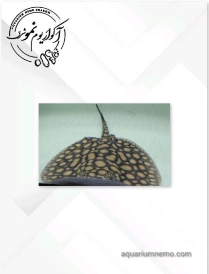 سفره ماهی ماربل