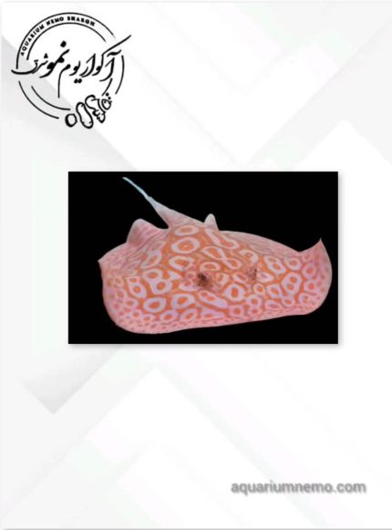 سفره ماهی آلبینو پرل