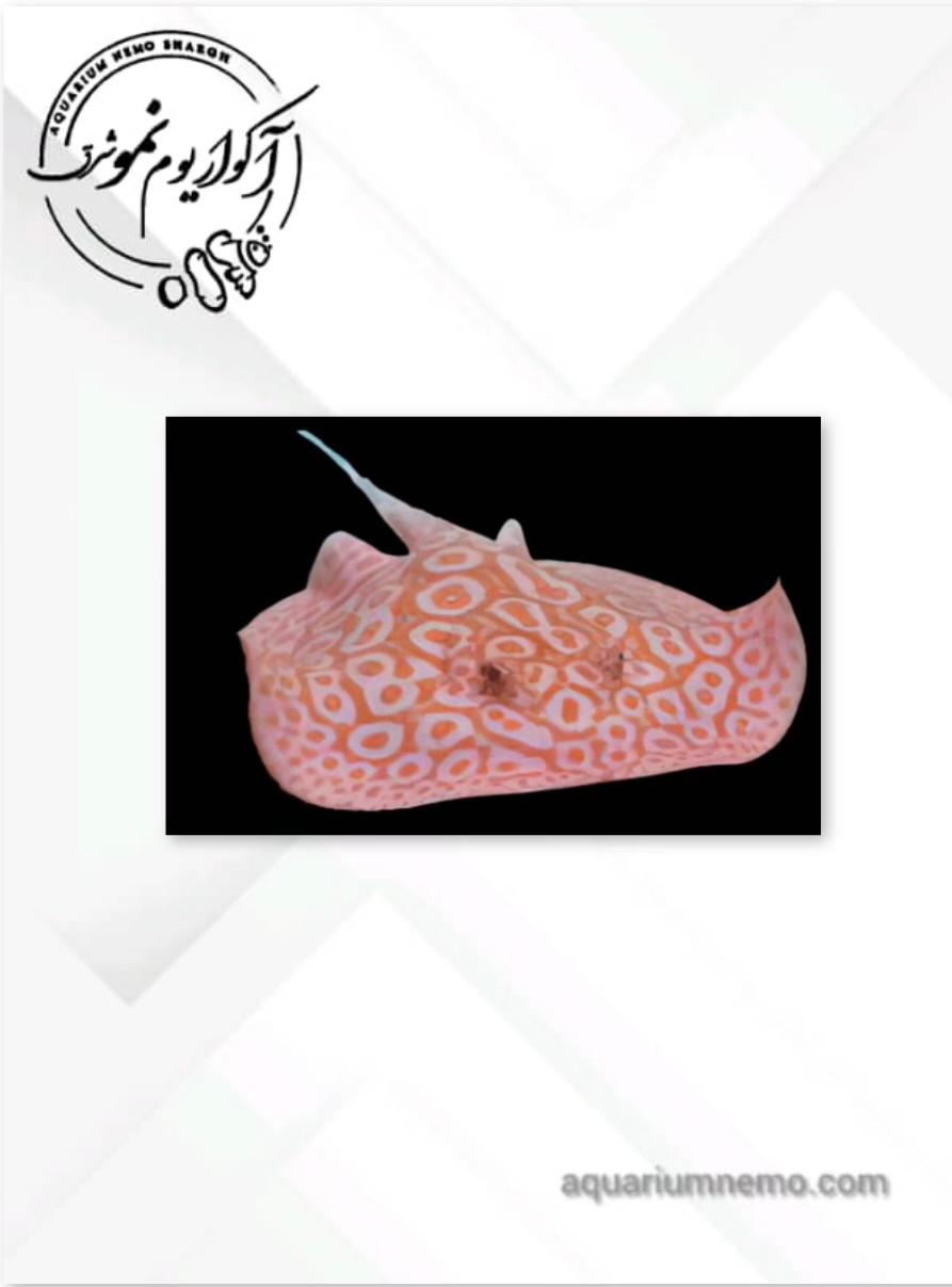 WhatsApp Image 2025-12-08 at 11.19.48 (3) سفره ماهی آلبینو پرل