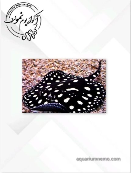 سفره ماهی بلک دایموند