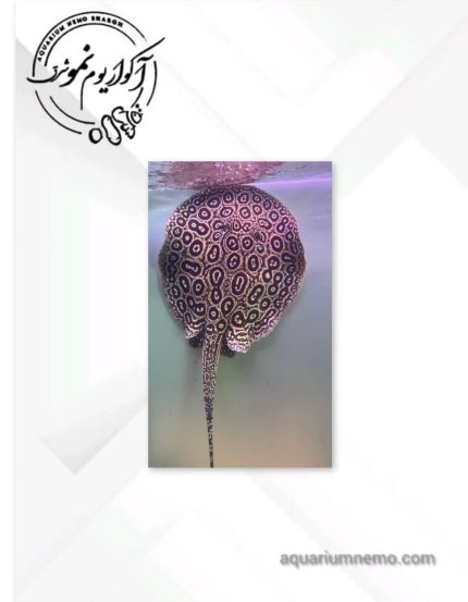 سفره ماهی پرل وایت