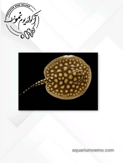 سفره ماهی بلک دایموند هیبرید