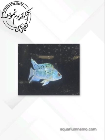 سیچلاید بلو جک دمپسی