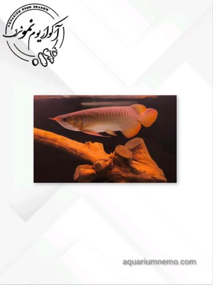 آروانا سوپر رد