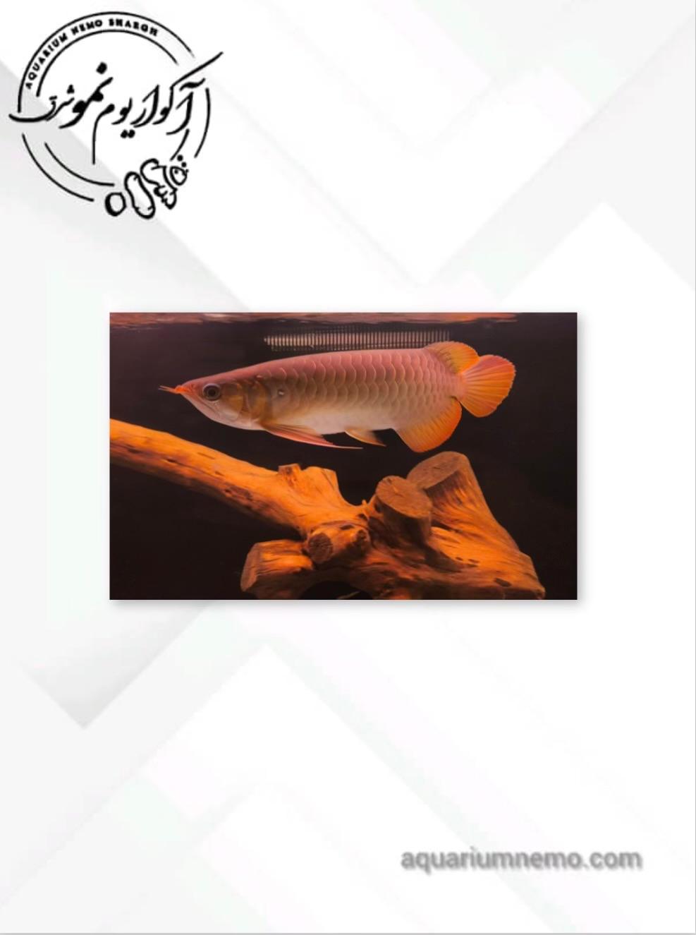 WhatsApp Image 2025-12-08 at 12.59.46 (3) آروانا سوپر رد