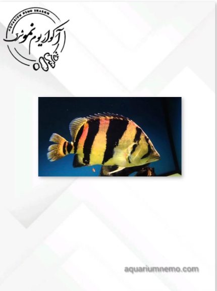 تایگر سوماترا