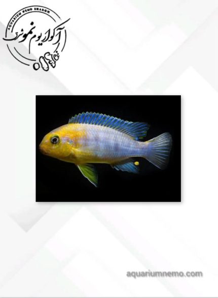 سیچلاید رد چیک