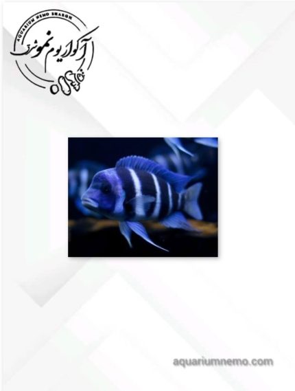 سیچلاید فرانتوزا