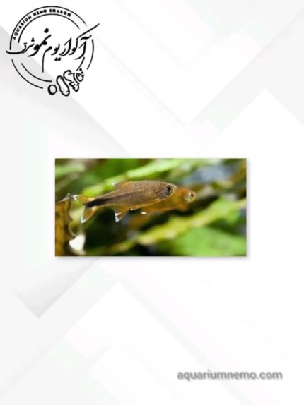 تترا گلدن تیپ