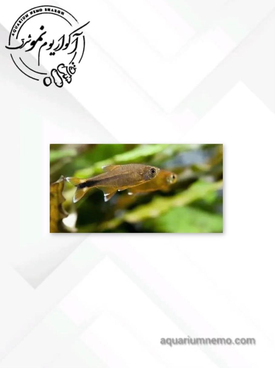 WhatsApp Image 2025-12-09 at 12.34.34 تترا گلدن تیپ