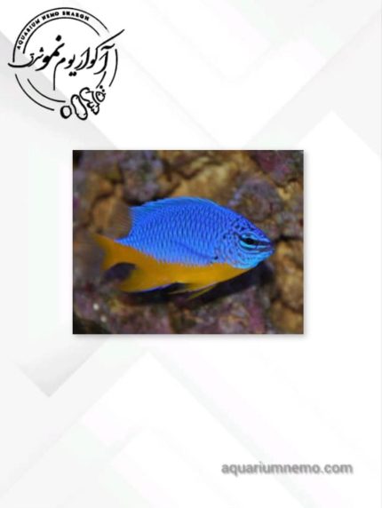 دامسل شکم زرد