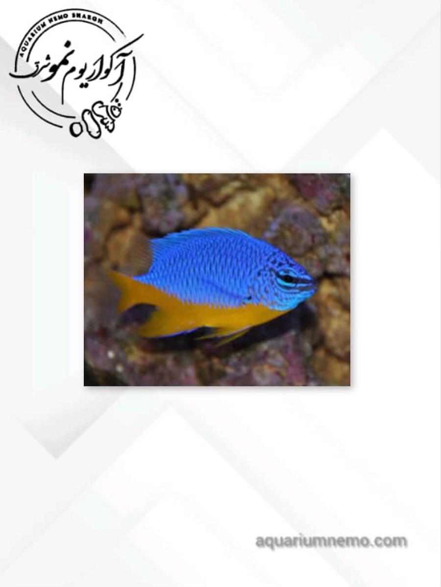 WhatsApp Image 2025-12-10 at 12.22.42 دامسل شکم زرد - Image 1