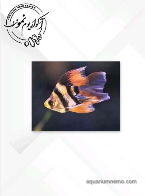 تایگر بارب باله بلند