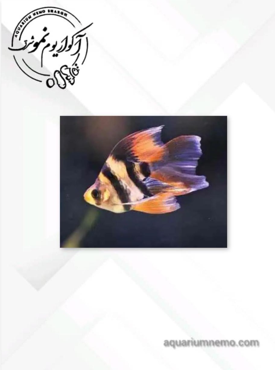 WhatsApp Image 2025-12-15 at 10.42.53 تایگر بارب باله بلند