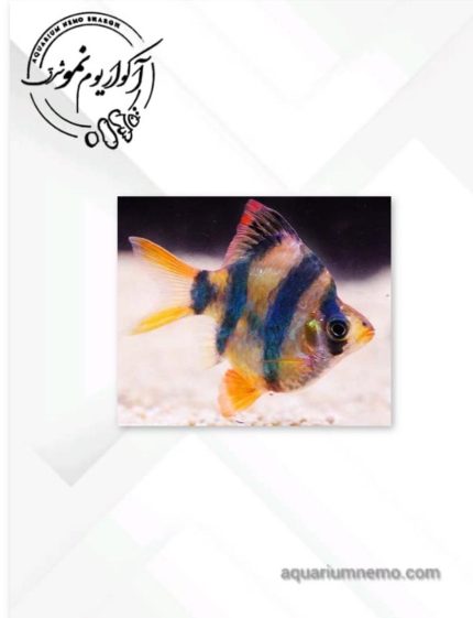 بارب شورت بادی