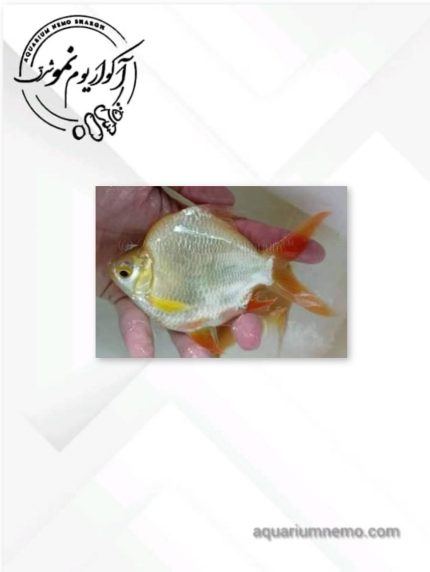 بارب حلب شورت بادی آلبینو