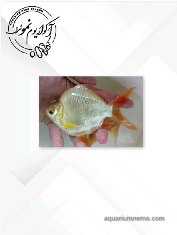 بارب حلب شورت بادی آلبینو