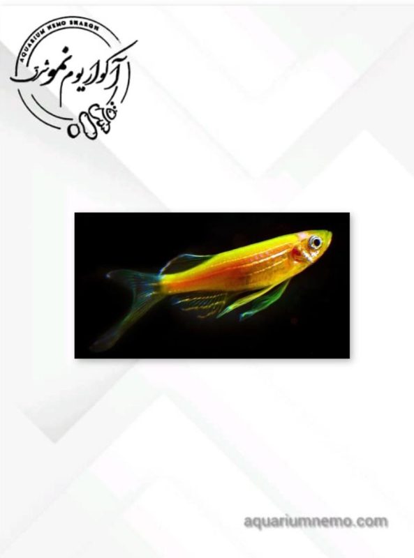 زبرا هیبرید