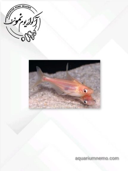 پنگوسی آلبینو