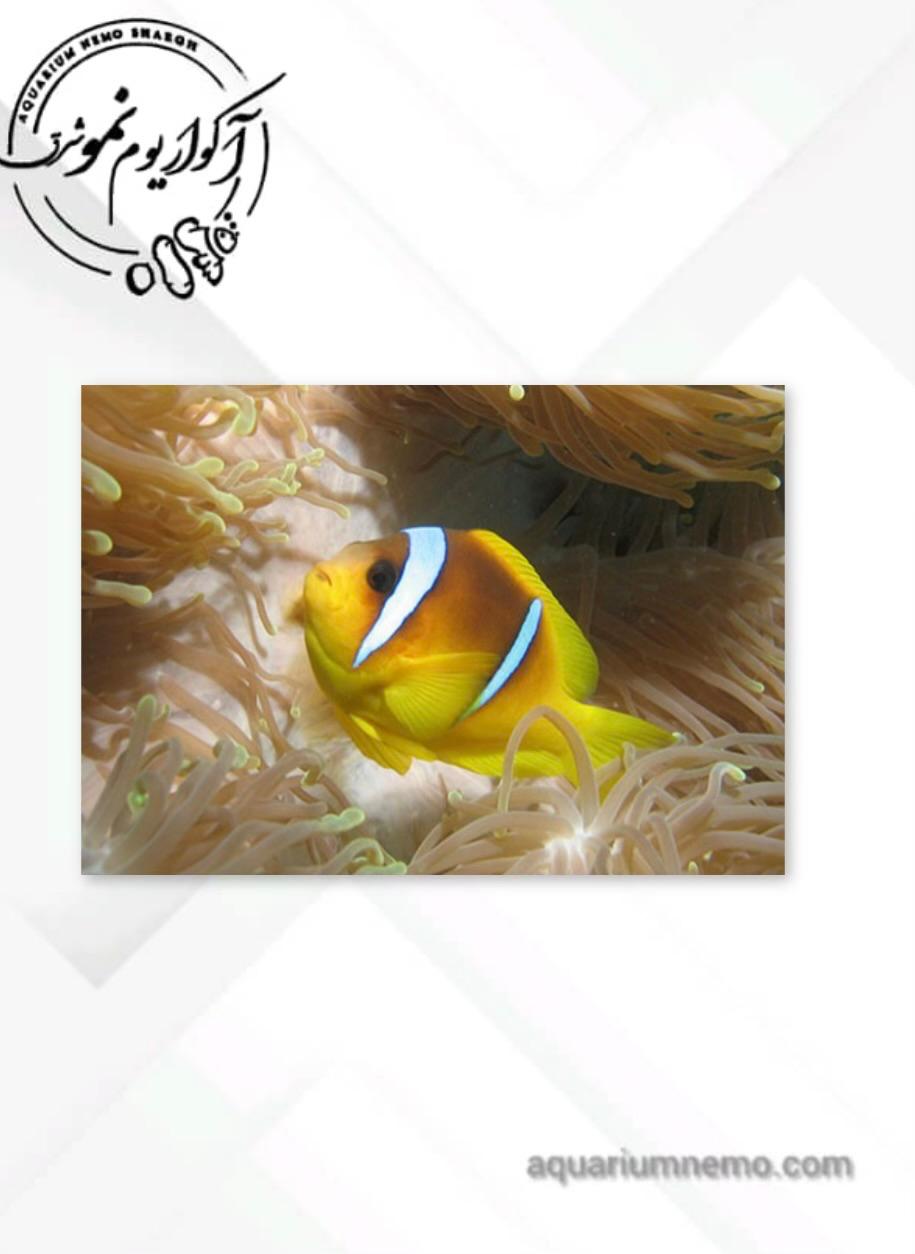 WhatsApp Image 2026-02-25 at 05.28.49 دلقک ماهی کلارکی خلیج فارس