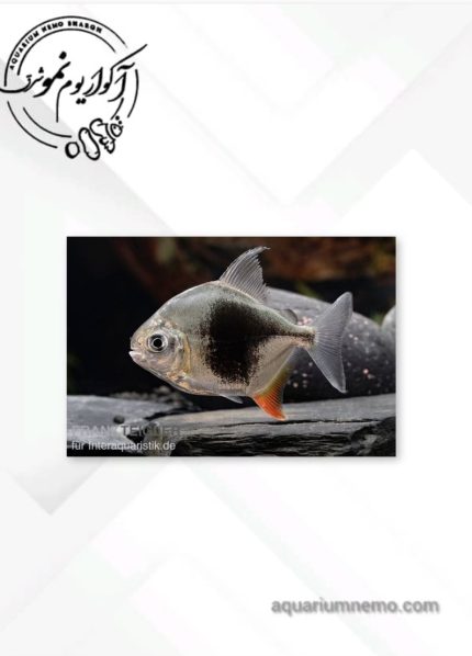 دالر بلک بری