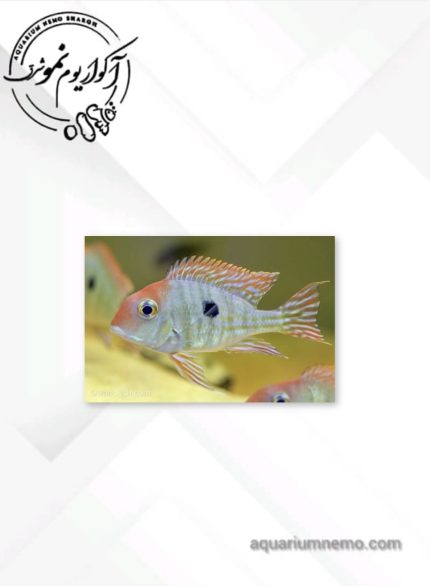 سیچلاید رد هد تاباژو