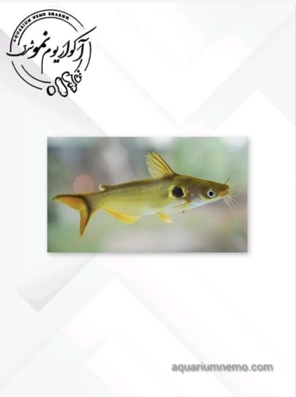 پنگوسی طلایی