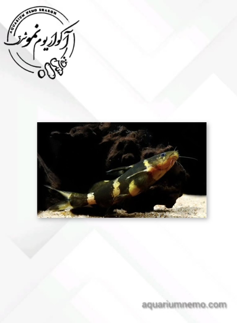 photo-output کت فیش بامبل بی - Image 1